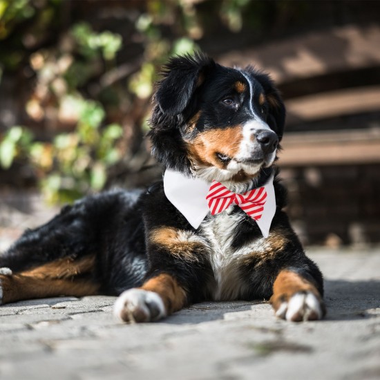 bow tie puppy