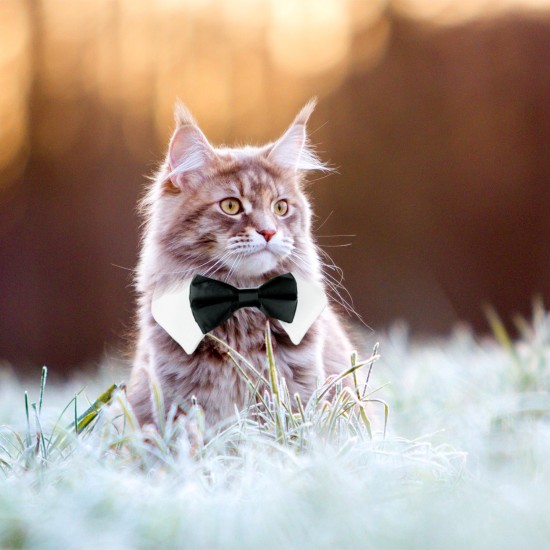 tuxedo bow tie cat collar