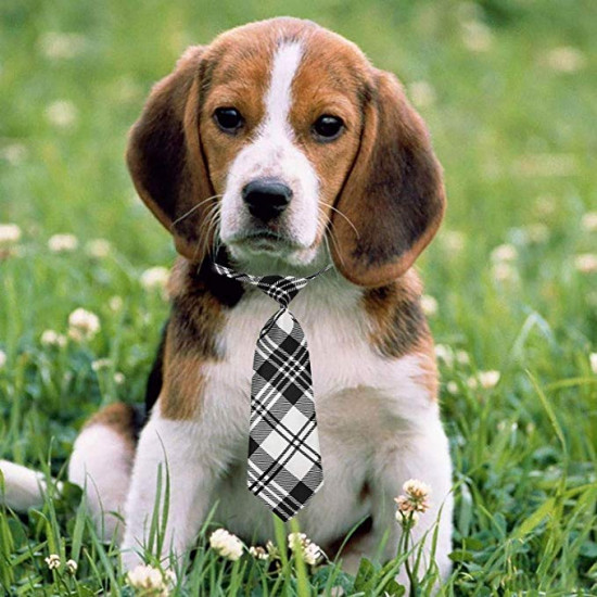 dog grooming ties